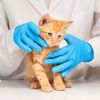 Gloves, Nitrile